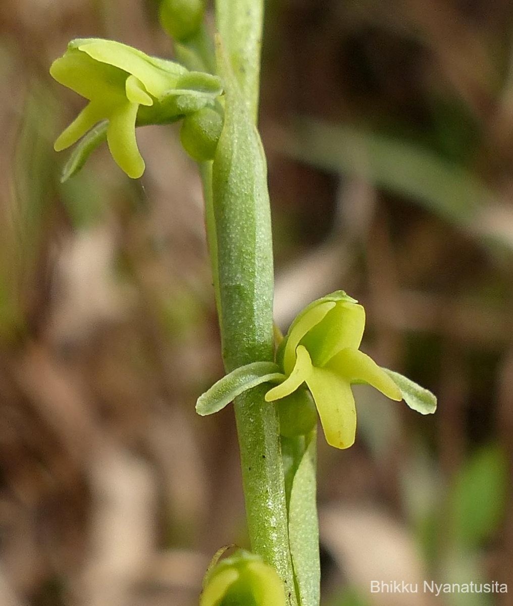 Peristylus spiralis A.Rich.